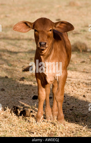 Brahman rouge veau sur une ferme en Afrique du Sud Banque D'Images