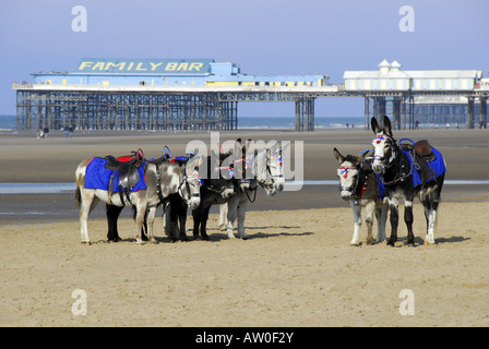 Les ânes couchés alignés sur la plage de Brighton avec jetée en arrière-plan en attendant de donner des tours de plage Banque D'Images