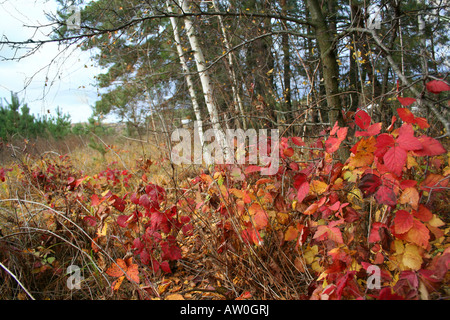 Couleurs d'automne de blackberry sur le bord de la forêt Banque D'Images