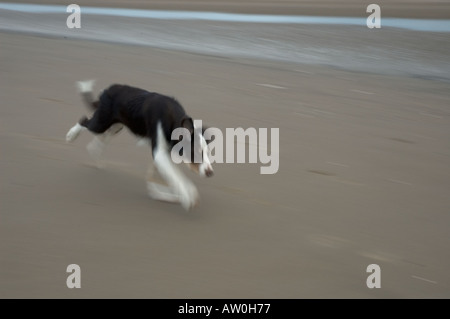 5 mois brown border collie couleur tri running on beach Banque D'Images