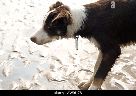 Âgé de 5 mois humides brown tri color border collie on beach Banque D'Images