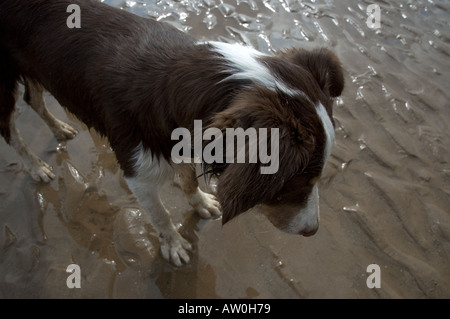 Âgé de 5 mois humides brown tri color border collie on beach Banque D'Images