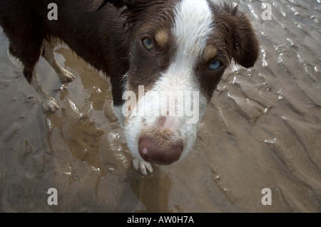 Âgé de 5 mois humides brown tri color border collie on beach Banque D'Images