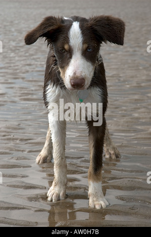 Âgé de 5 mois humides brown tri color border collie on beach Banque D'Images