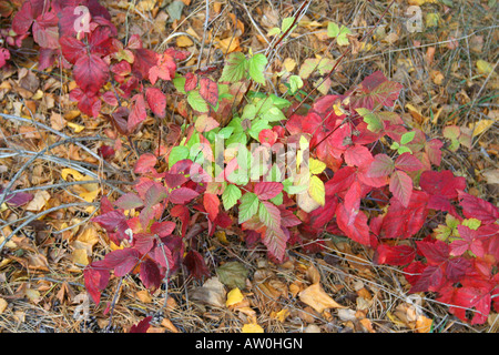 Couleurs d'automne de blackberry sur le bord de la forêt Banque D'Images