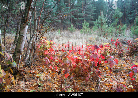 Couleurs d'automne de blackberry sur le bord de la forêt Banque D'Images