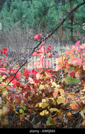 Couleurs d'automne de blackberry sur le bord de la forêt Banque D'Images