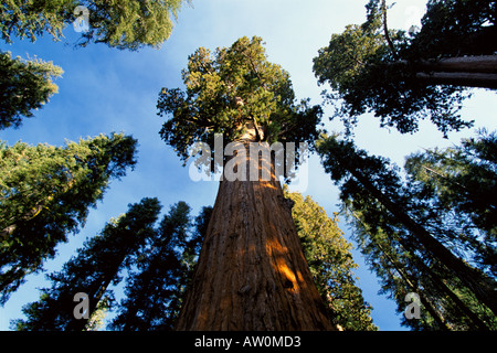 Mariposa Grove de séquoias géants, Yosemite National Park, California, USA Banque D'Images