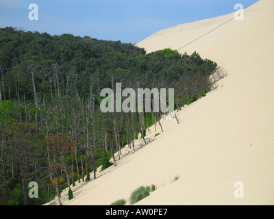 Sables mobiles vers la forêt de pins Dune de Pilat Côte d'argent Gironde France Banque D'Images