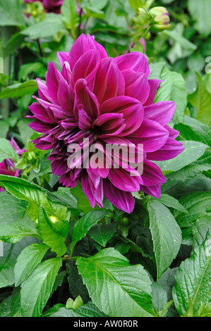 La floraison le dahlia (Dahlia Thomas A. Edison) dans un jardin Banque D'Images