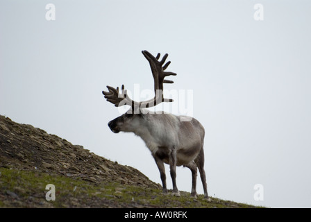 À rennes de Svalbard Edgeoya Diskobukta Banque D'Images