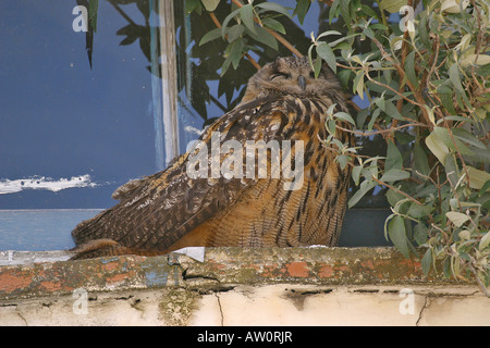 Grand-duc (Bubo bubo) Amérique latine : assis sur rebord de la vitre. Oiseau de Nuit. Banque D'Images
