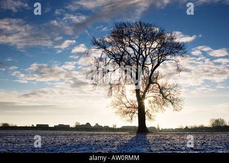 Arbre au milieu d'un champ givré au lever du soleil. Oxfordshire, Angleterre Banque D'Images