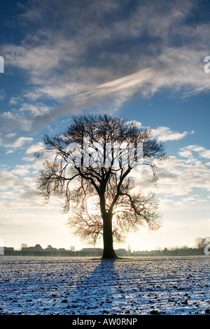 Arbre au milieu d'un champ givré au lever du soleil. Oxfordshire, Angleterre Banque D'Images