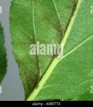 La tavelure Venturia inaequalis infection précoce des feuilles et le mycélium Banque D'Images