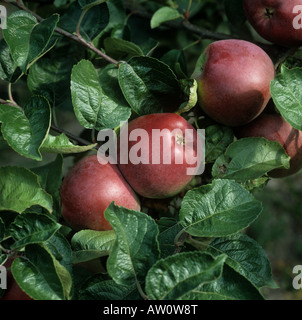 Pommes Spartan à maturité sur l'arbre Banque D'Images