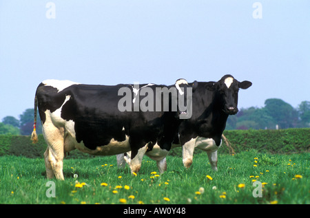 Deux vaches curieux looking at camera Banque D'Images