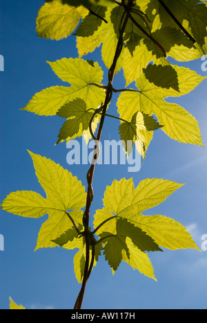 HUMULUS LUPULUS 'AUREUS' HOUBLON Doré, Banque D'Images