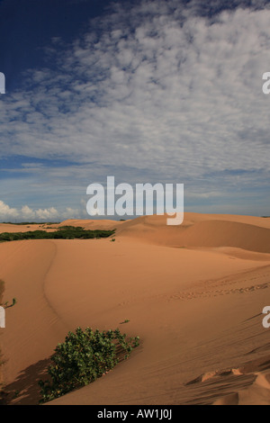 Sandwüste Südamerika Venezuela Istmo de Médanos Isthmus Banque D'Images