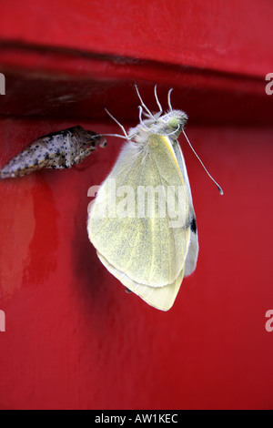 Papillon blanc du chou nouveau est sorti de la chrysalide Banque D'Images
