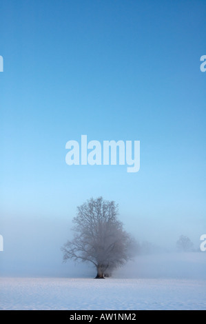 Lonely tree en hiver avec du brouillard Banque D'Images