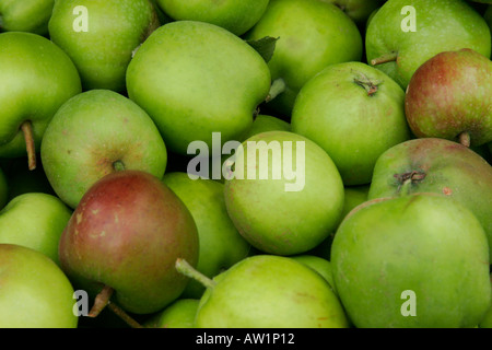 Anglais nouvellement choisi les pommes Banque D'Images