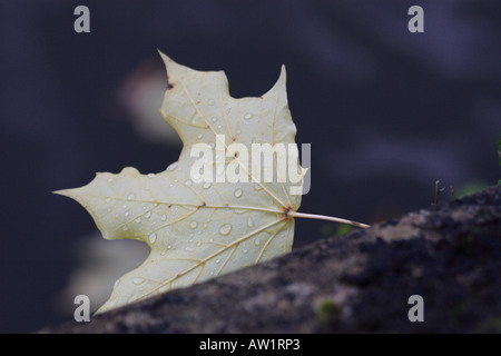 Automne feuilles tombées avec gouttes de pluie sur la chaussée Banque D'Images
