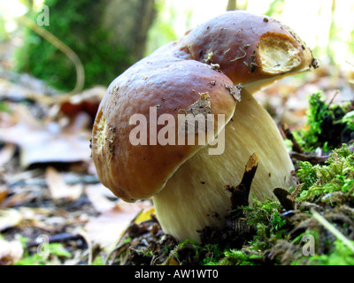 Cèpes (Boletus edulis) Banque D'Images