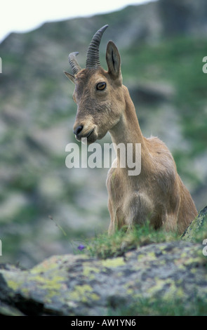 Tur du Caucase de l'ouest / Capra caucasica. Caucase, Kabardino-Balkarskiy National Park Banque D'Images