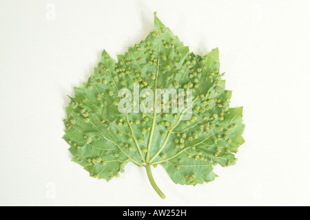 Ine pou du phylloxera (Viteus vitifolii, Viteus vitifoliae), les galles sur les feuilles de vigne (Vitis vinfera) Banque D'Images