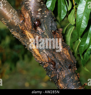 Le chancre cytosporéen Cytospora leucostoma exudation de Peach Tree Trunk Banque D'Images