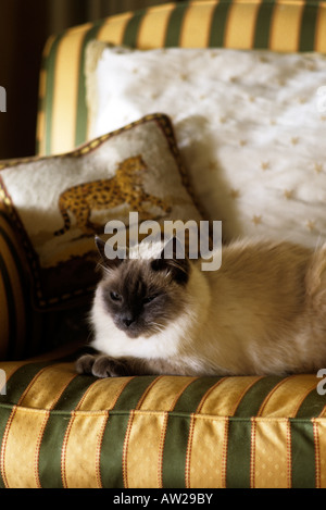 Chat Siamois au repos dans un fauteuil Banque D'Images