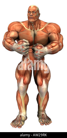 Musculature de l'homme Banque D'Images