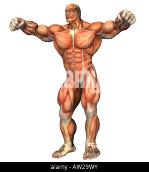 Musculature de l'homme Banque D'Images