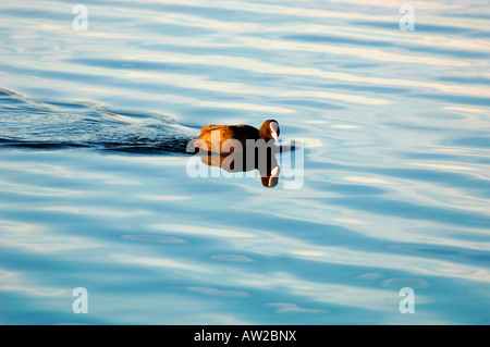 Une Foulque Natation .(Fulica atra).On Tittisworth dans Staffordshire England Réservoir Banque D'Images