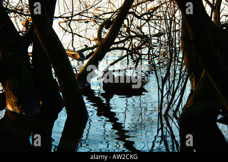 La silhouette d'un Canard colvert natation sous branches en surplomb.à Tittisworth dans Staffordshire England réservoir. Banque D'Images