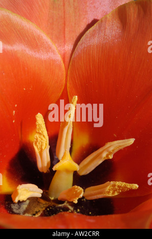 Pistil et les anthères d'une fleur rouge Calypso tulip (Tulipa Greigii Hyb ) Banque D'Images