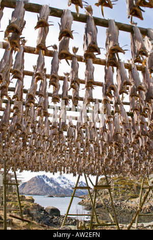 Stockfish morue accroché à sécher sur des supports en bois, îles Lofoten, Norvège Banque D'Images