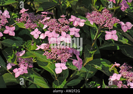 L'hortensia, Hydrangea, Hortensia Lacecap Français (Hydrangea macrophylla) Lilacina, fleurs Banque D'Images