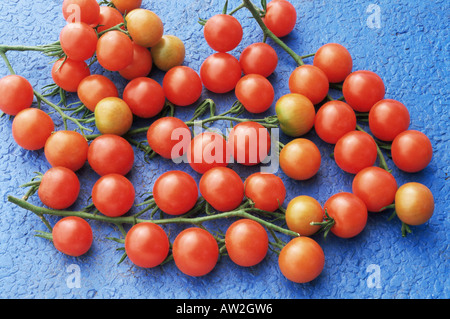 Tomates cerises sur les vignes Banque D'Images