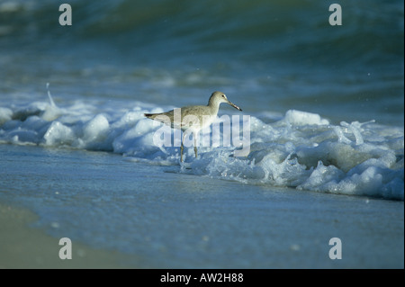Willet en surf, plage de Bowman, Sanibel Island, Floride Banque D'Images