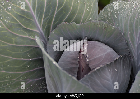 Chou rouge mature - Fuego F1. Biologiques cultivés dans un jardin au Pays de Galles. Banque D'Images