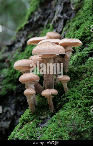 Champignon de miel ou boot-Lace - champignon forme chunky (Armillaria mellea aka Clitocybe mellea) sur un tronc d'arbre. Banque D'Images