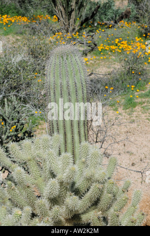 Saguaro cactus Cholla cactus, et le printemps coquelicots dans le désert de l'Arizona en 2008 Banque D'Images