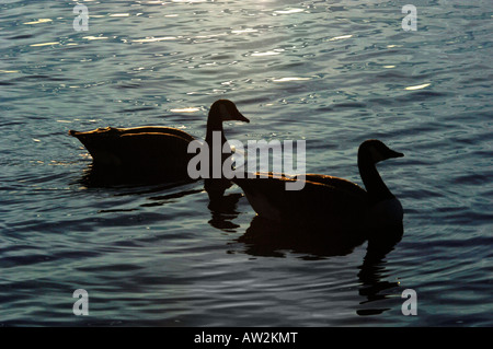 Une paire de Silhouetté de Bernaches du Canada.(Branta canadensis). Banque D'Images