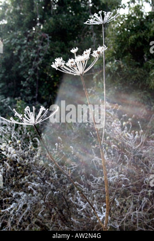 Les arcs-en-ciel à travers des plantes sur un matin d'hiver glacial Banque D'Images