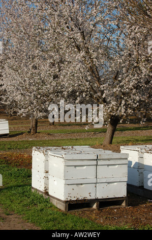 Amandiers en fleurs au printemps, les abeilles et les ruches, ferme dans la vallée centrale de la Californie Banque D'Images