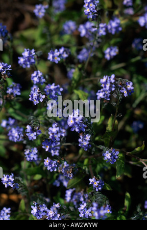 Myosotis Banque D'Images