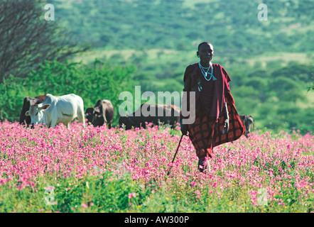 Berger Maasai et Cycnium des fleurs sur le côté ouest de la Ngorongoro Tanzanie Banque D'Images