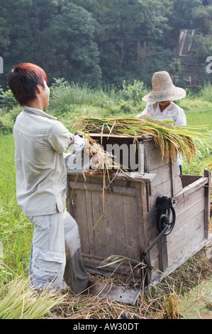 Garçon et fille de la récolte du riz, Guangxi, Chine, International Banque D'Images